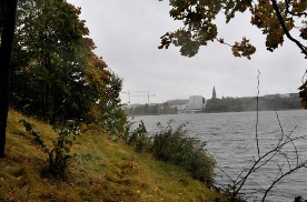 kaislikko Helsinki.jpg