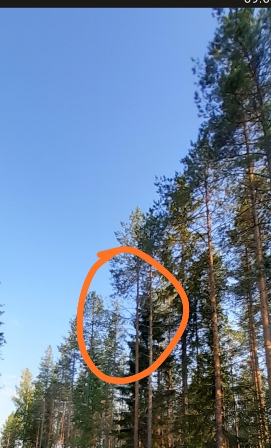 IMG_20200809_090316.jpg
