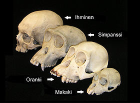 280px-Primate_skull_series_with_legend_(finnish).jpg