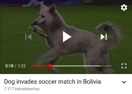 Koiru löysi korviketta kaluttavakseen.jpg