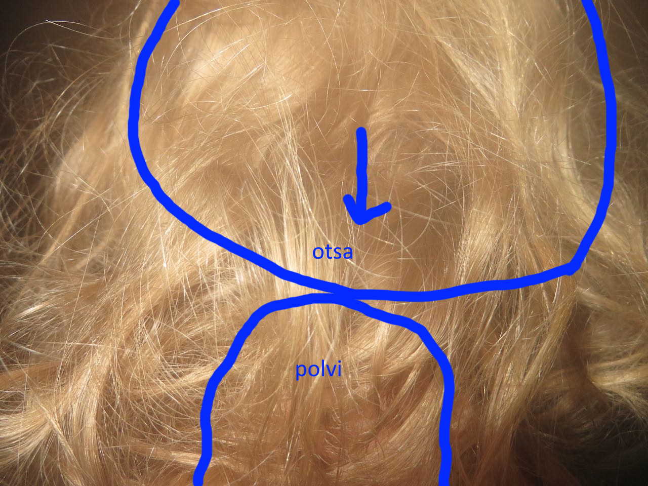 polvi.jpg