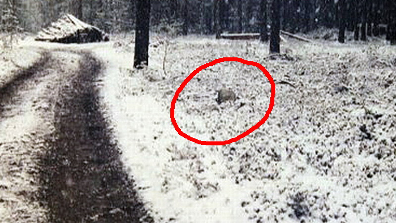 näyttää kiveltä