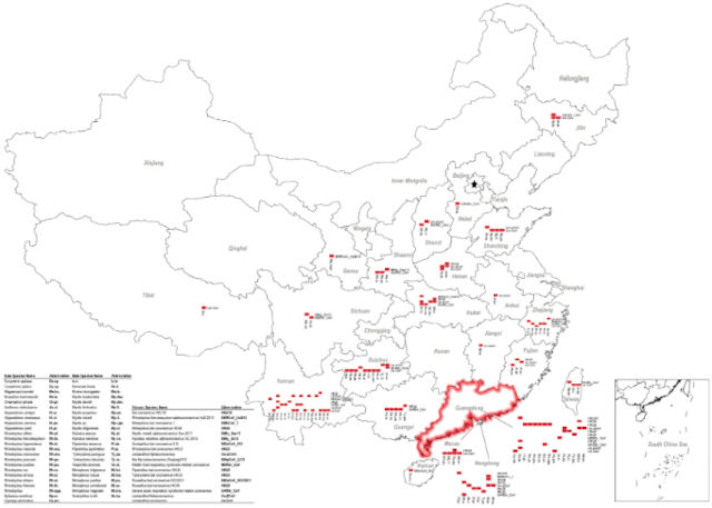 Eri lepakkokoronavirustyyppejä on jahdattu halki suuren ja kommunistisen Kiinan.jpg