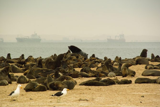Hylkeitä sataman lähellä. Cape Crossin hylkeiden suojelualueella Namibiassa asuu tuhansia hylkeitä.jpg
