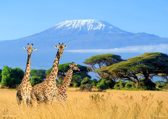 Kirahveja Kilimanjaron kansallispuistossa Tansaniassa.jpg