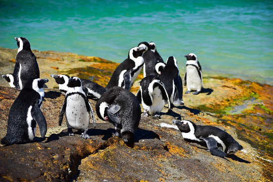 Boulders Beach, Etelä-Afrikka.jpg