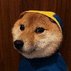 Shiba inu ava.jpg