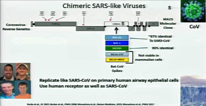 Baric_Chimeric SARS-like Viruses.jpg