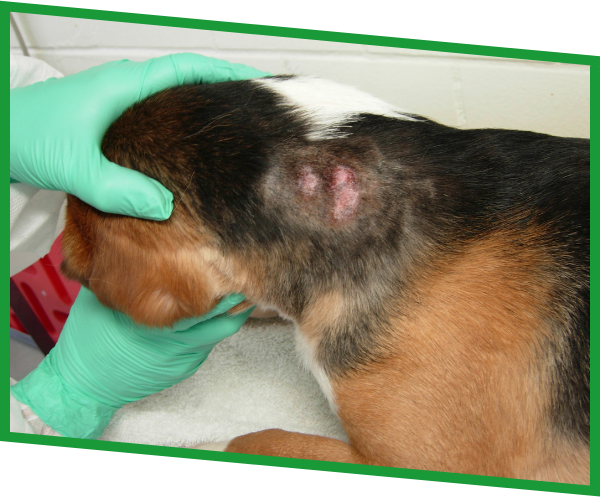 Fauci-loiskokeen-beagle.png