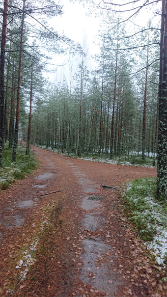 Metsäautotie Hikiäntieltä päin tullessa