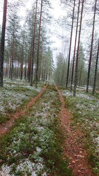 Polku pieneltä hiekkakuopalta pois päin katsottaessa