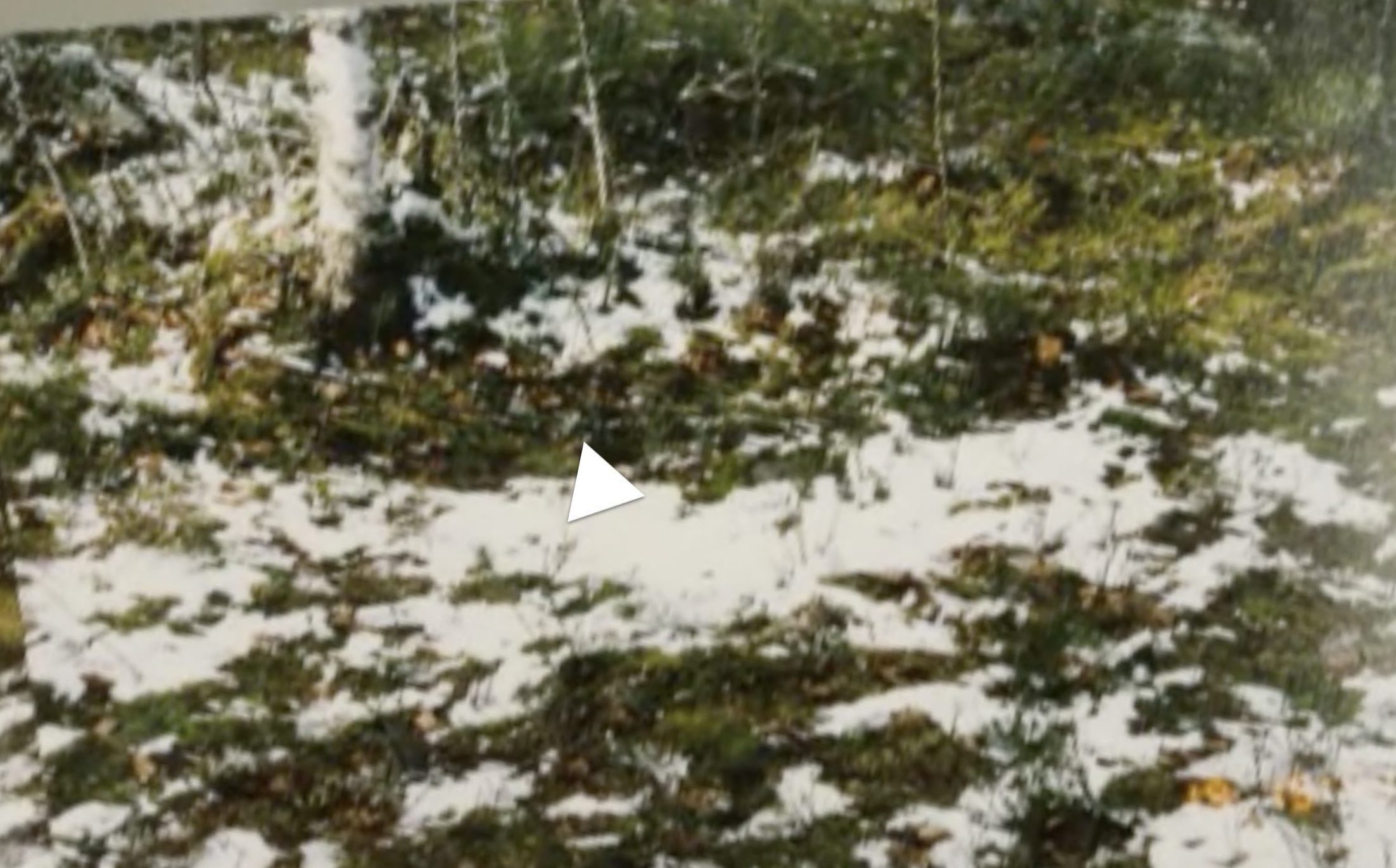 Oikea Koivu.jpg
