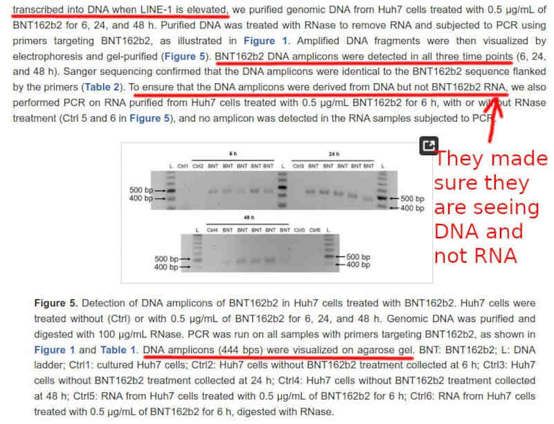 DNA muuttui, ei RNA.jpeg