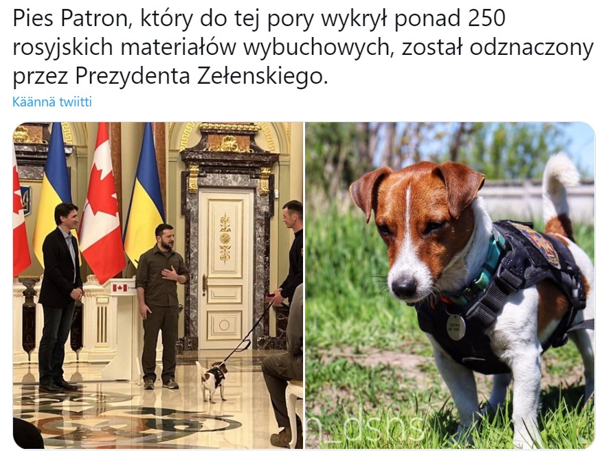 sankari koira.jpg