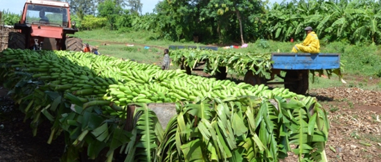 Banaanisadon korjuu, Somalia.jpg