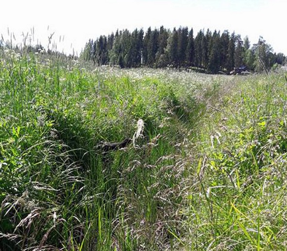 WainuRuohikossa_u0.jpg