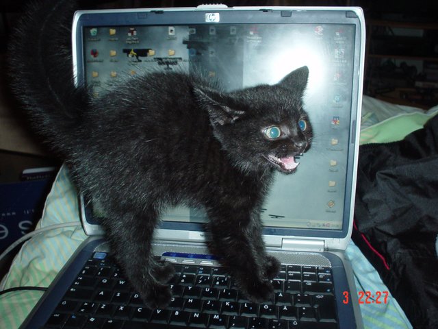 Compaq kissan hiekkalaatikko nyt just alta 1000e...jpg
