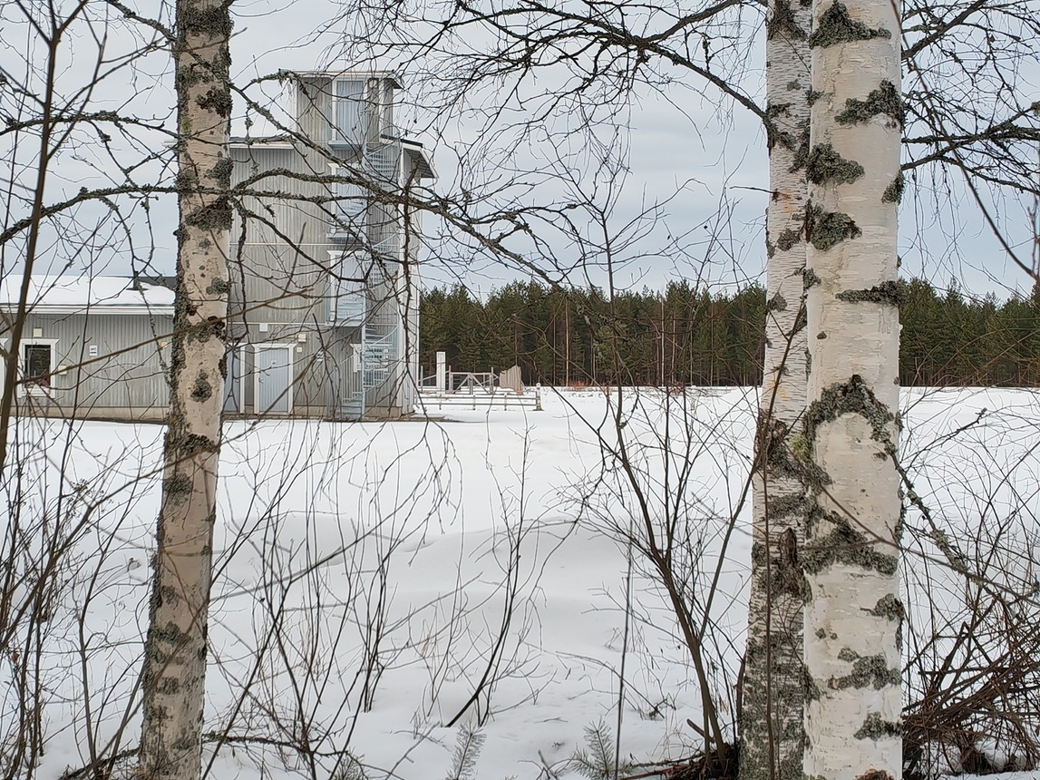 metsärata (6).jpg