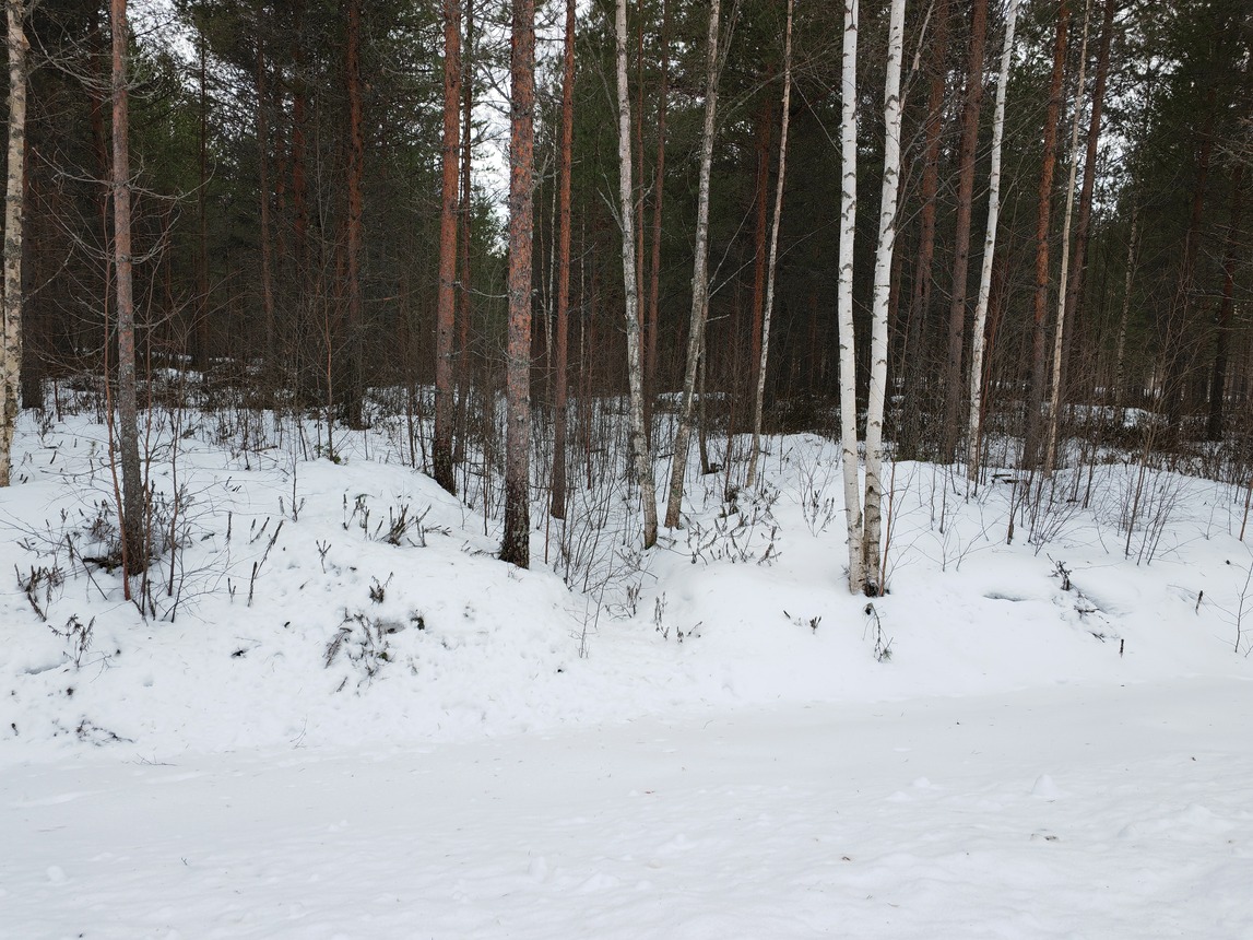metsä (1).jpg