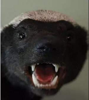 6.mesimäyrä.png