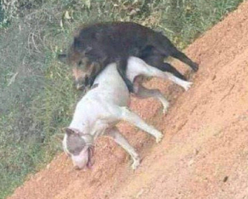 nöf nöf
