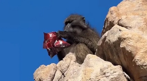 Affe.jpg