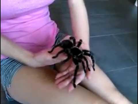 Lasiodora parahybana