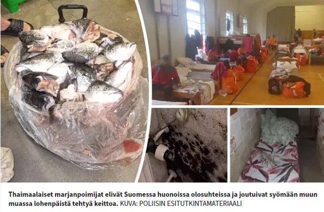 Thaimaalaiset marjanpoimijat elivät Suomessa huonoissa olosuhteissa ja joutuivat syömään muun muassa lohenpäistä tehtyä keittoa. Kuva: Poliisin esitutkintamateriaali