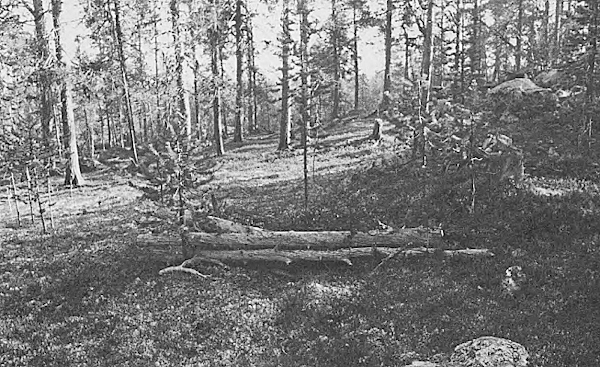 Tenhusen ruumis löytyi maapuiden takaa huonosti peitettynä kuivilla oksilla.jpg