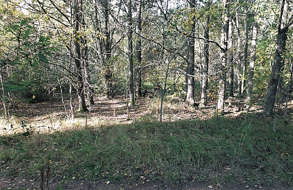 Koiranulkoiluttaja näki polulta Reinon puuhun hirtettynä..jpg