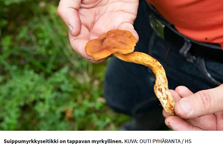 Suippumyrkkyseitikki.jpg