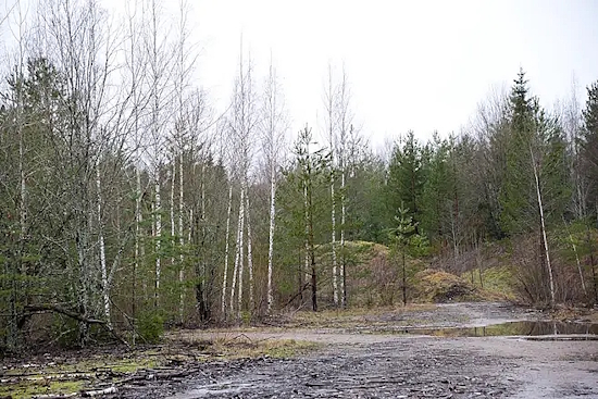Tätä metsäistä aluetta poliisi tutki perjantaina.jpg