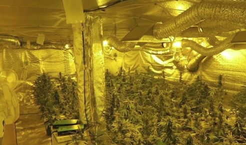 Myös kannabiksen kasvattaminen Hämeen poliisilaitoksen alueella on yleistynyt. Yli 50 kasvin viljelmät ovat poliisin näkökulmasta varsin suuria ja ammattimaista otetta vaativia. Kotikasvattamo löydettiin Lahden alueelta tänä vuonna. (POLIISI)