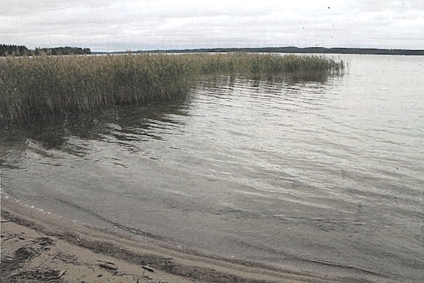 Epäilty kertoi löytäneensä uhrin kaislikosta ja vetäneensä hänet sieltä rannalle.jpg