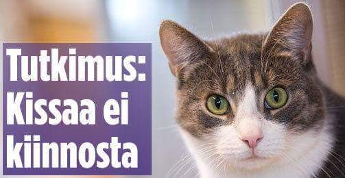 kissaa _ei_kiinnosta.jpg