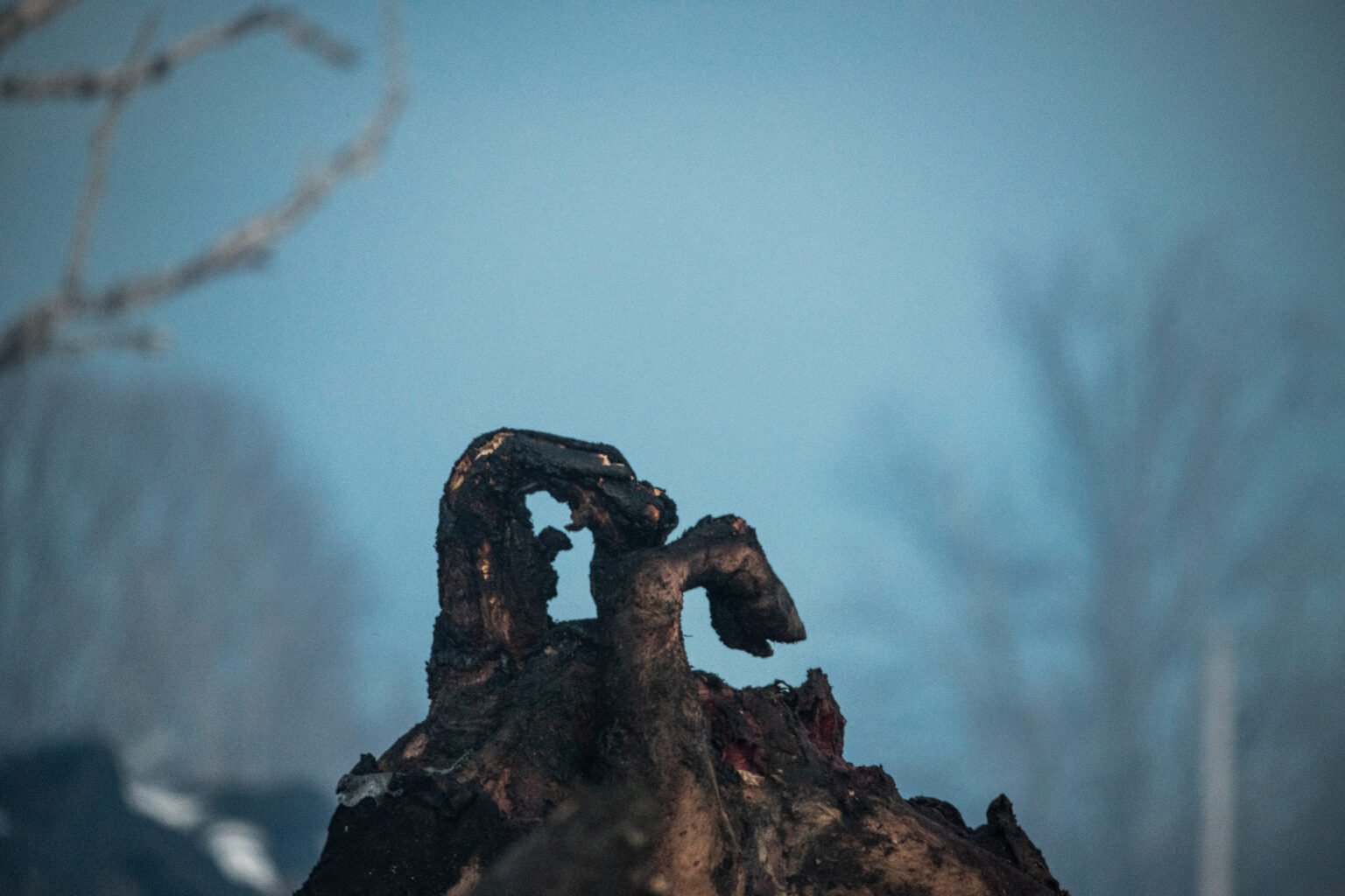 plant-based-news-barn-fire-deaths-1536x1024.jpg
