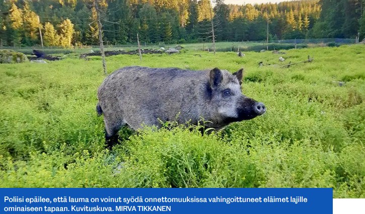 Karu meininki.jpg