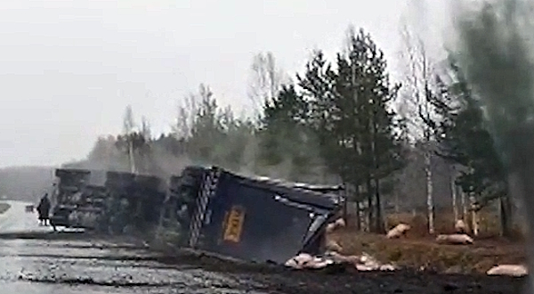 Rekka ja possut kumossa.jpg