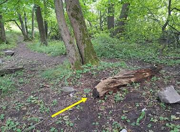 Uhri istahti puunrungolle keskustelemaan. Mies ampui lähes välittömästi.jpg