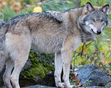 Susi.png