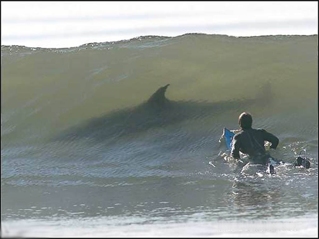 Surffaajat.jpg