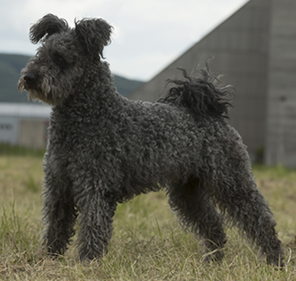 hungarian-pumi-standing.jpg