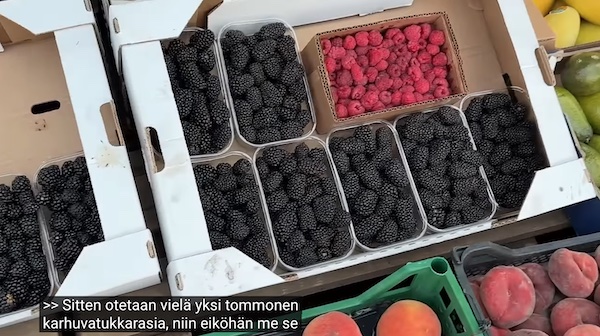 VKK_Ano_karhunvatukka.jpg