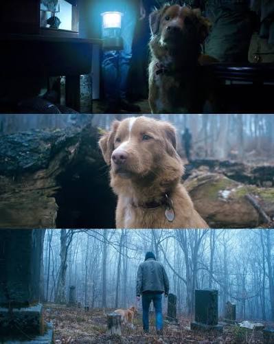 Indy the Dog.jpg