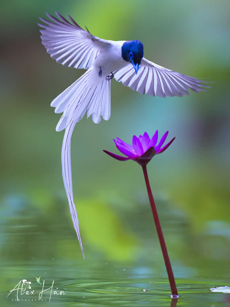 Hovering Paradise Flycatcher