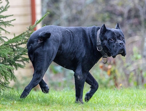 Vieraita tuli tervehtimään talon koira, mahdollisesti cane corso eli italianmastiffi.jpg