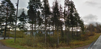 Googlen perusteella voi olla tiheääkin aluskasvillisuutta riippuen paikasta.