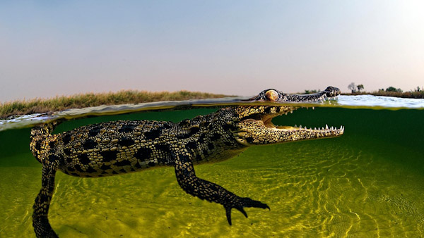 Krokotiilin poikanen Botswanan Okavango River Deltalla.jpg