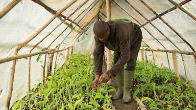 Osa Afrikan pienviljelijöistä käyttää kasvihuoneita.jpg
