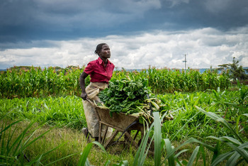 Kottikärrytkin ovat löytäneet tiensä Afrikan pienviljelijöiden käyttöön.jpg